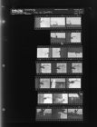 Tree at Cemetery (20 Negatives), June 23-24, 1965 [Sleeve 52, Folder c, Box 36]